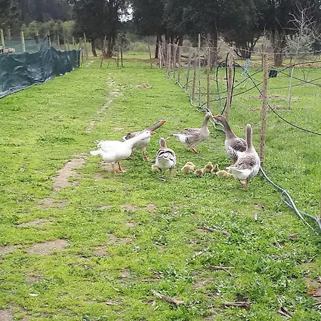 Granja Mg Pansiyon *