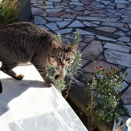 Granja Mg Pansiyon *