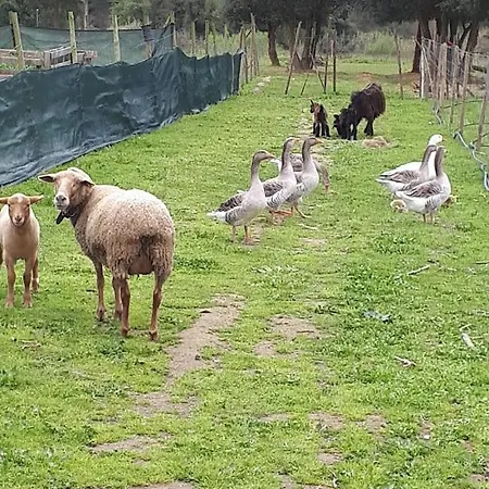 Pansiyon Granja Mg *