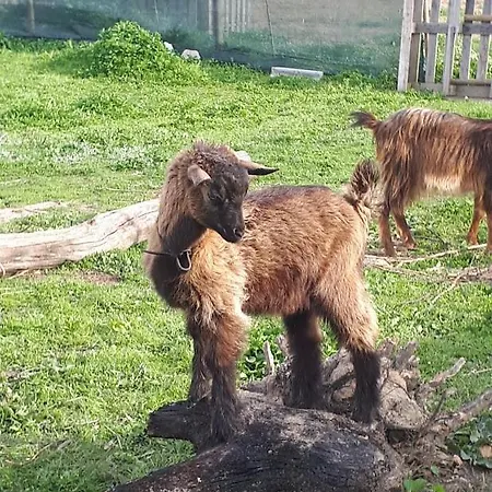 Granja Mg בומברל