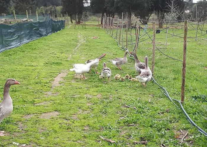 Granja Mg Pansiyon *