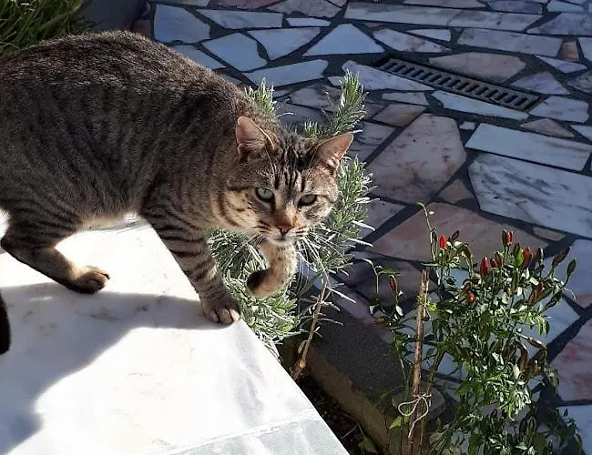 Granja Mg Pansiyon *