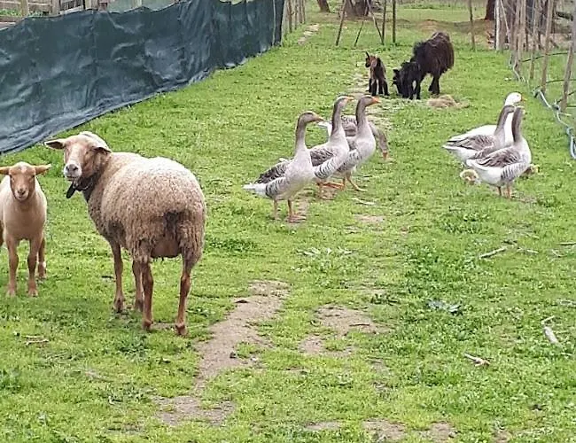 Pansiyon Granja Mg *