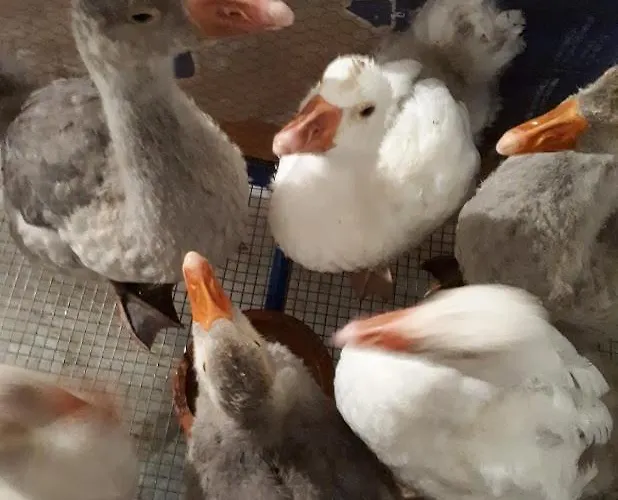 Pansiyon Granja Mg *