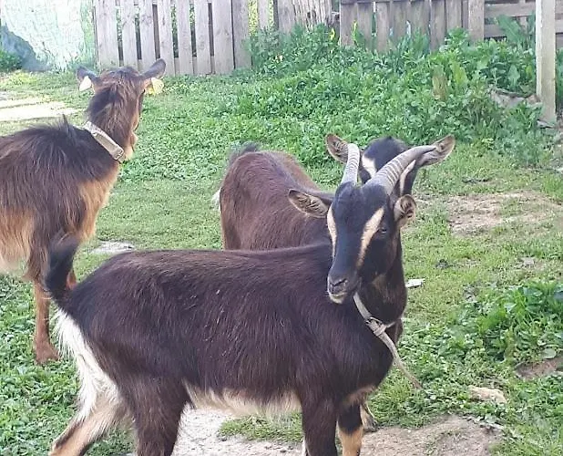 Granja Mg Pansiyon Bombarral